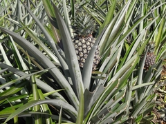 Ananasplantage - Thailand